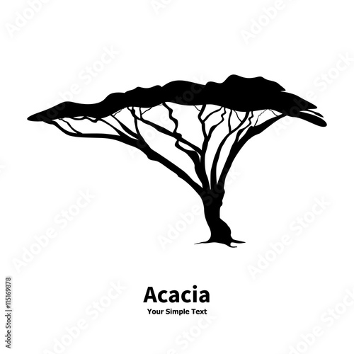 Vector illustration silhouette of an acacia photo