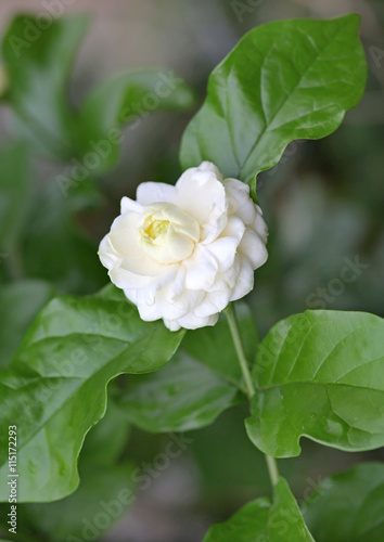 Bloom Jasmine  Jasmine stacked  Flowers that have a wedge fragrant much as symbols represent the purity in the mother s day