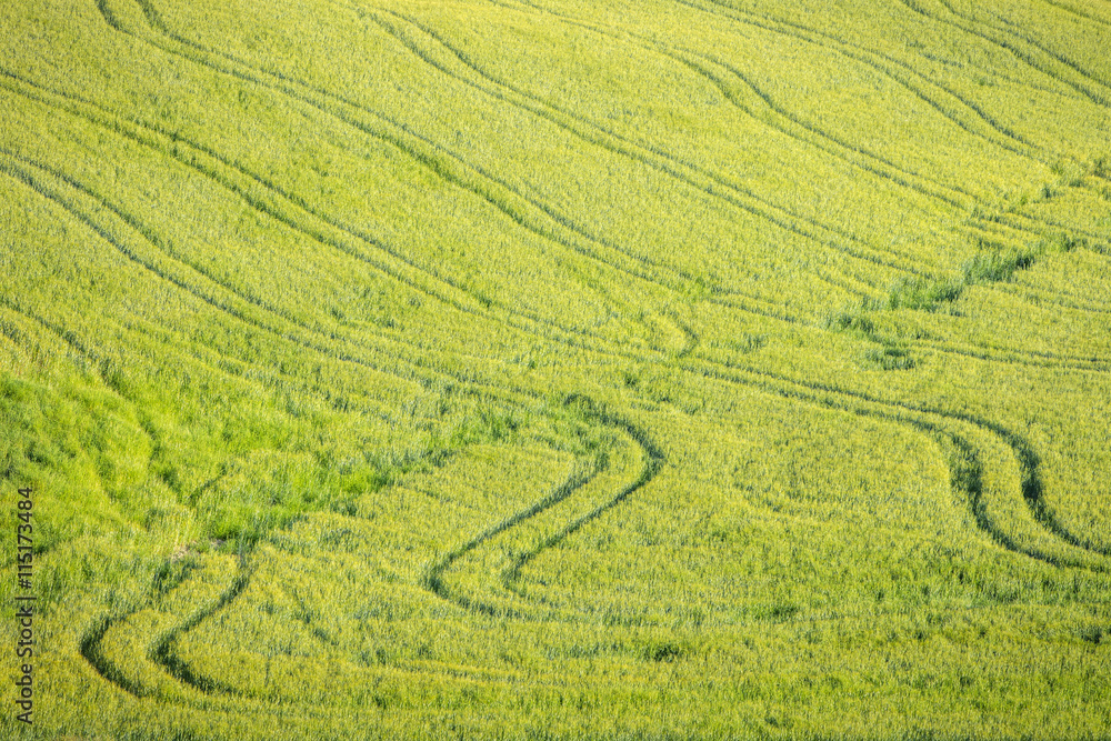 trails on the wheat field in Ukraine