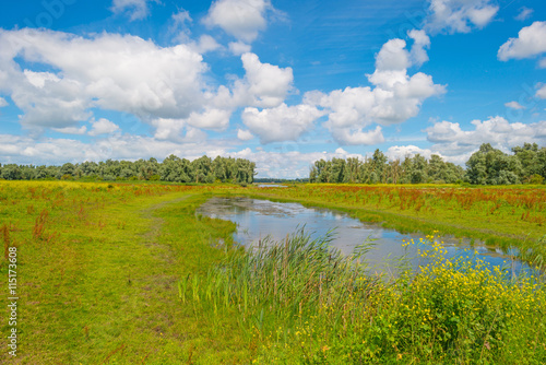 The shore of a lake in summer