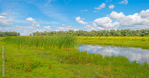 The shore of a lake in summer