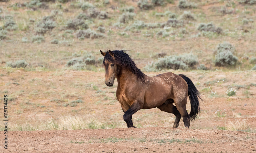 Stallion Stallion