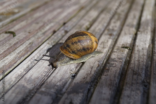 Weinbergschnecke auf Holzkiste 