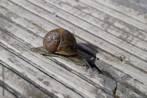 Weinbergschnecke auf Holzkiste  © vsnyder