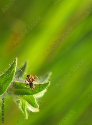Ant on nonea leaf © abet