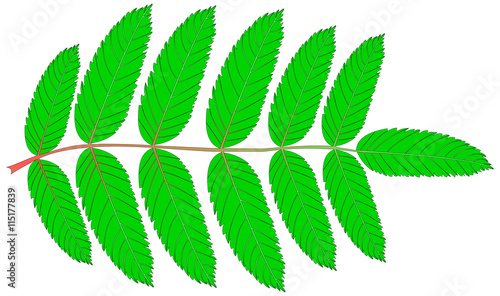 Rowan,(Sorbus aucuparia)