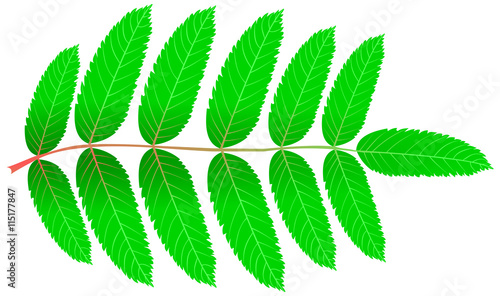 Rowan,(Sorbus aucuparia)