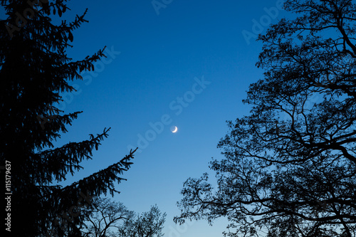 A moon at night between trees in the area around Bramki, a village in the administrative district of Gmina Błonie, within Warsaw West County, in east-central Poland
 photo