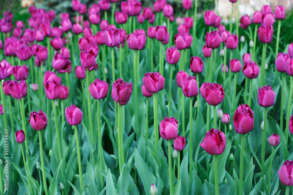 Beautiful purple tulips flowerbed closeup. Flower background