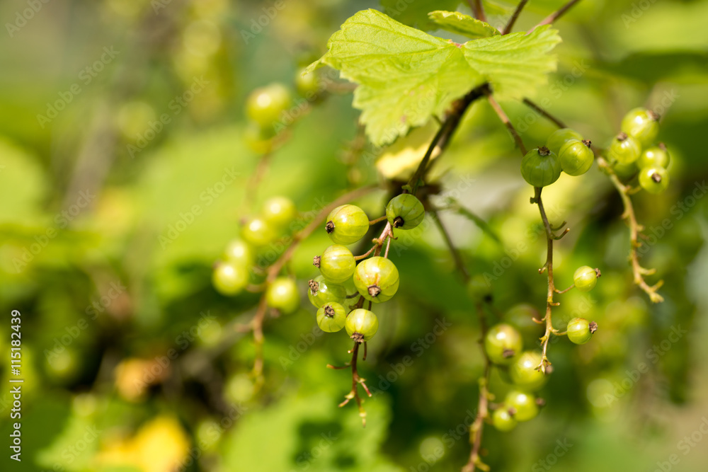 Gardening topic: bush ripe green currant Gardening topic: bush ripe green currant