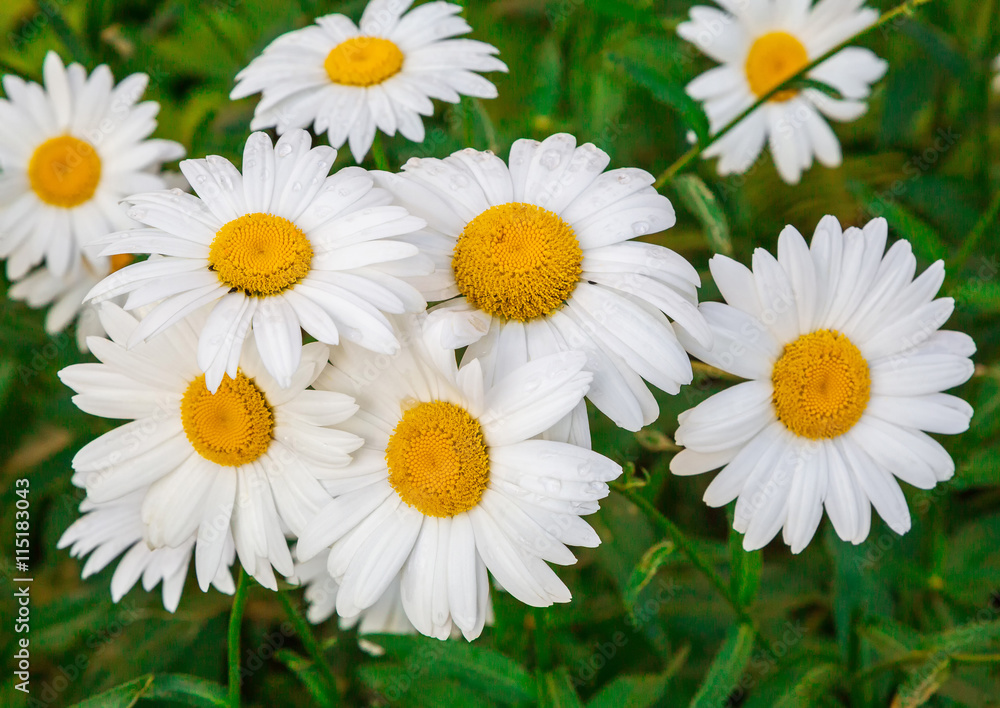 white chamomile flowers white chamomile flowers