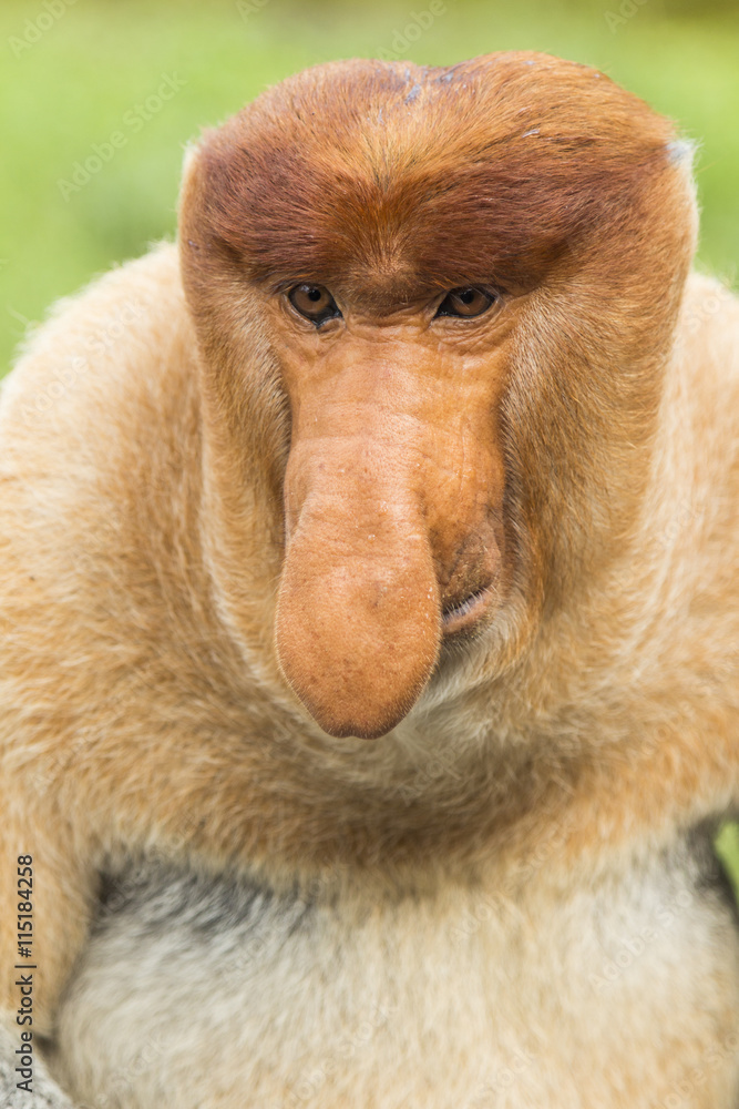 Naklejka premium Proboscis monkey, male. Sanctuary in Labuk bay, Borneo.
