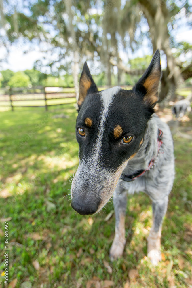 Australian Cattle Dog or Blue Heeler dog close up outside in yard or natural setting and looking happy curious interested alert ready listening