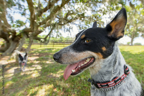 Australian Cattle Dog or Blue Heeler dog close up outside in yard or natural setting panting and looking happy curious interested alert ready mischievous smart
