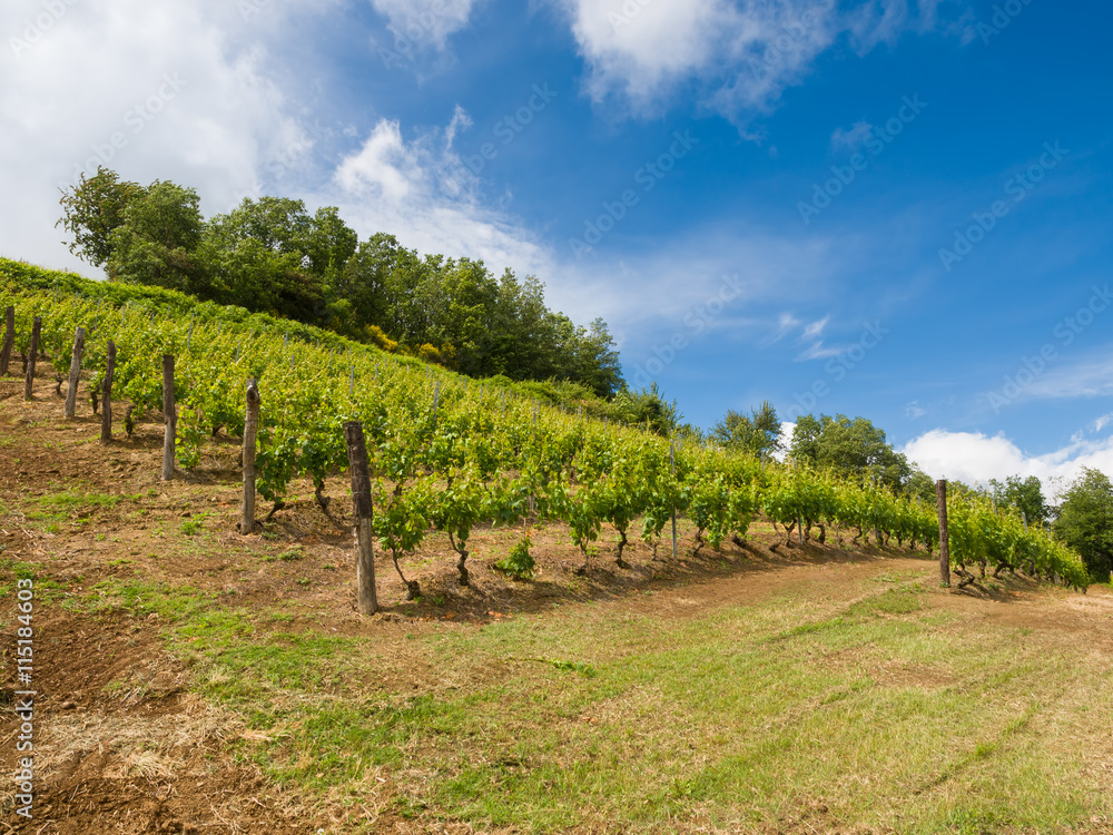 vineyard with a lot of lush grapevines in italian hills