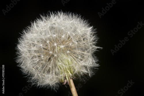 Dandelion Blowball Cutout