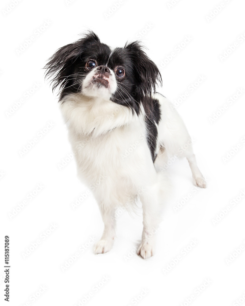 Attentive Black and White Pekingese Crossbreed Dog Attentive Black and White Pekingese Crossbreed Dog
