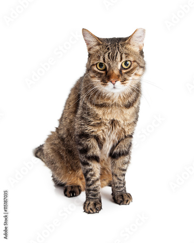 Adult Tabby Cat With Tipped Ear © adogslifephoto