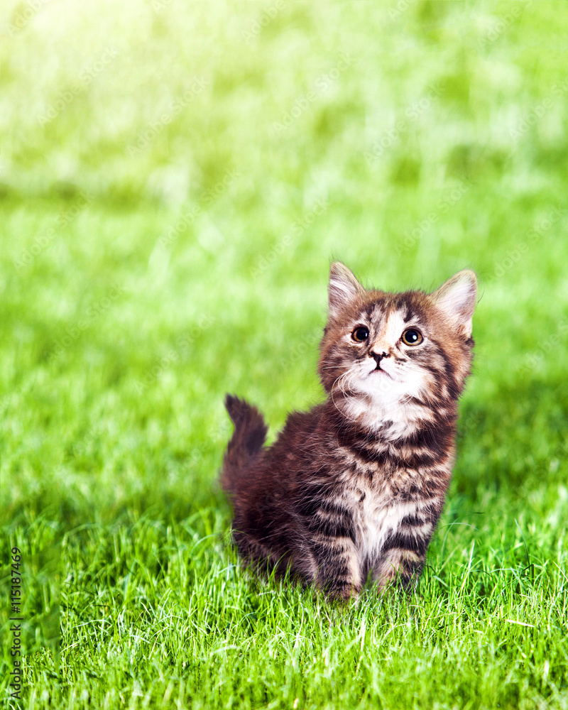 Cute Kitten on Grass Outdoors