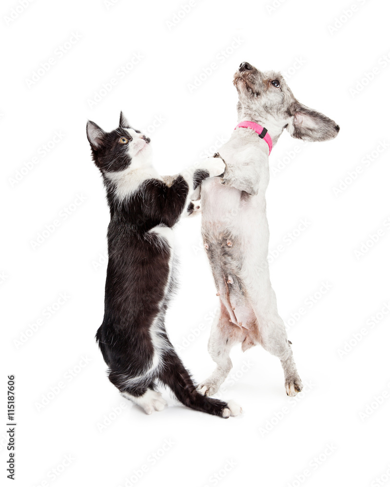 Obraz premium Funny Cat and Dog Dancing Together
