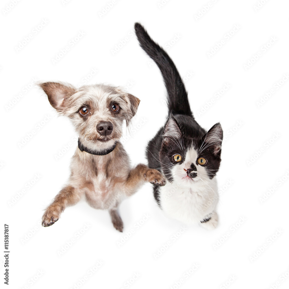 Overhead Photo Cute Kitten and Dog