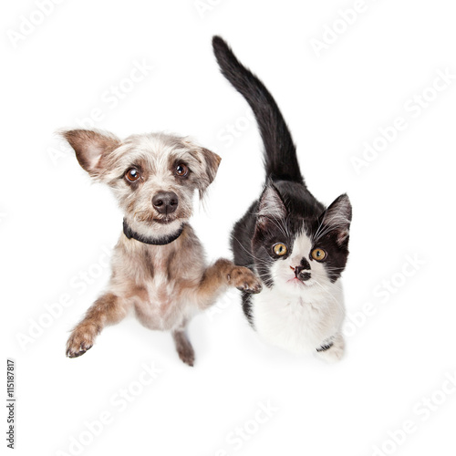 Overhead Photo Cute Kitten and Dog