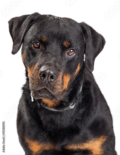 Portrait Rottweiler Dog Drooling