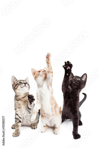 Fototapeta Naklejka Na Ścianę i Meble -  Three Playful Kittens Vertical Banner