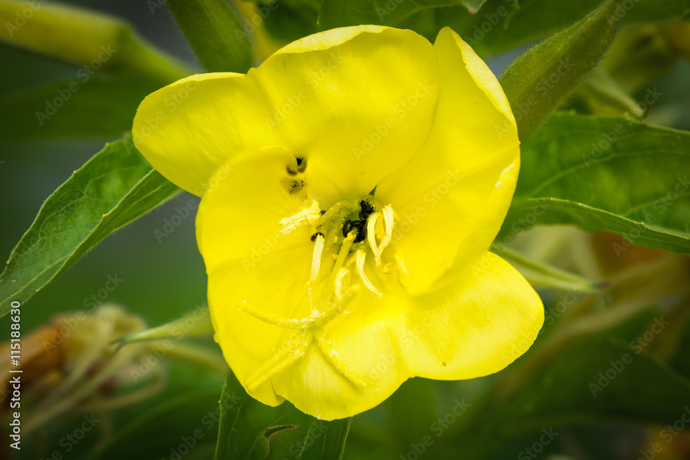 Flower of common evening primrose (Oenothera biennis). Lemon yellow bloom  of plant in the family Onagraceae, native to North America and naturalised  in the UK Photos | Adobe Stock