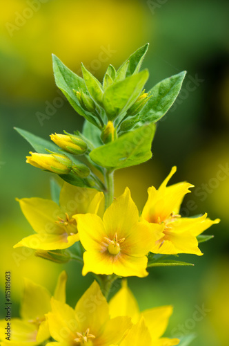 Dotted loosestrife (Lysimachia punctata) in flower. Yellow flowered plant in the family Primulaceae, growing as a garden escape in the UK