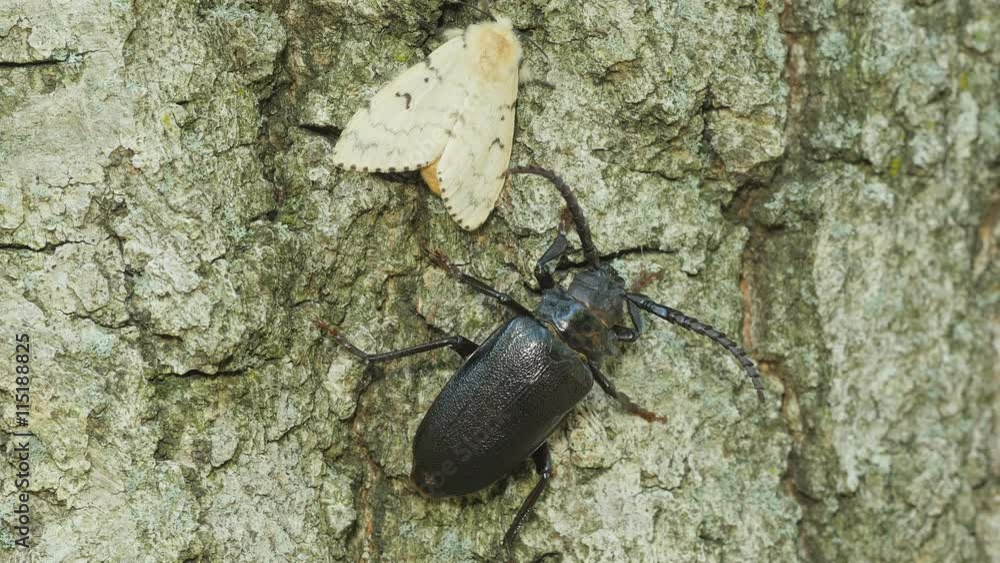 4K Broad-necked Root Borer (Prionus laticollis) and Gypsy Moth (Lymantria dispar) 2