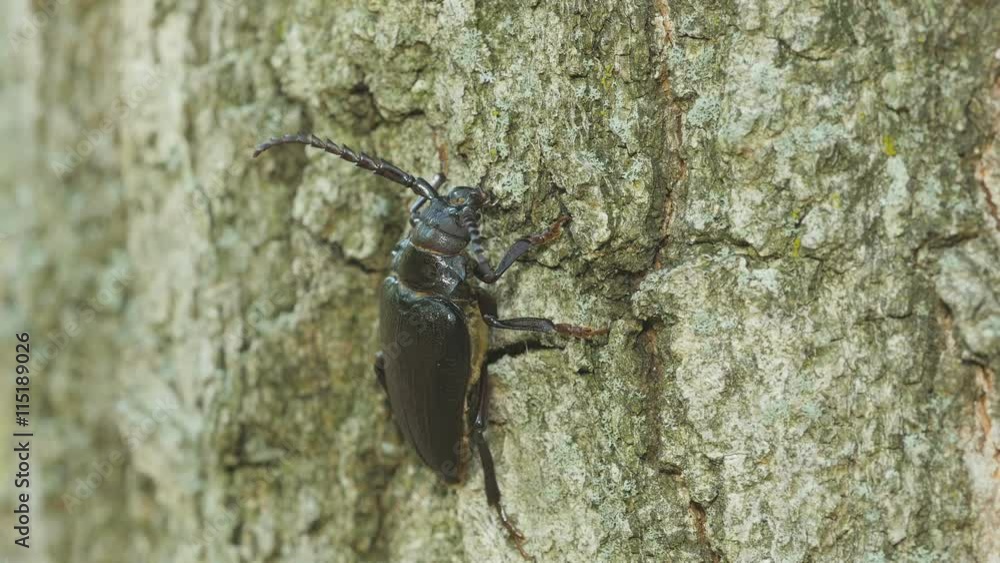 4K Broad-necked Root Borer (Prionus laticollis) - Female 4 4K Broad-necked Root Borer (Prionus laticollis) - Female 4