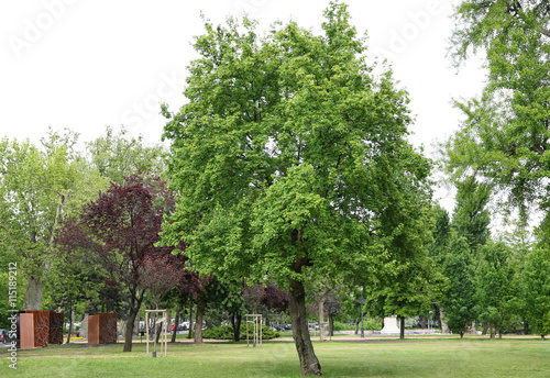 Beautiful green tree in park