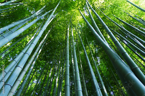 Bamboo forest of Arashiyama, Kyoto, Japan