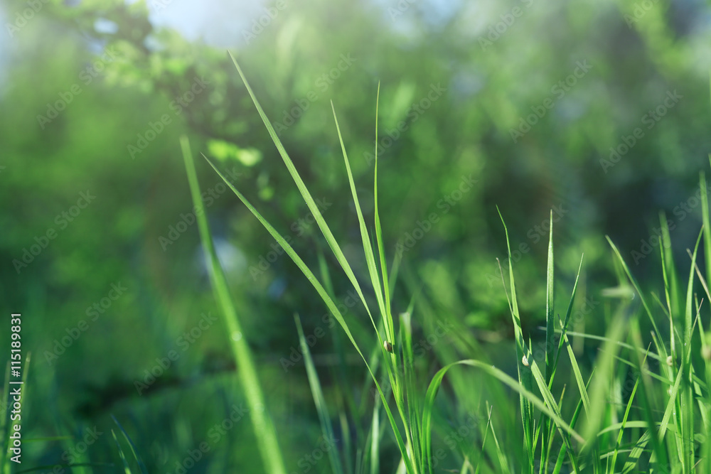 Beautiful wild green grass in shiny summer day