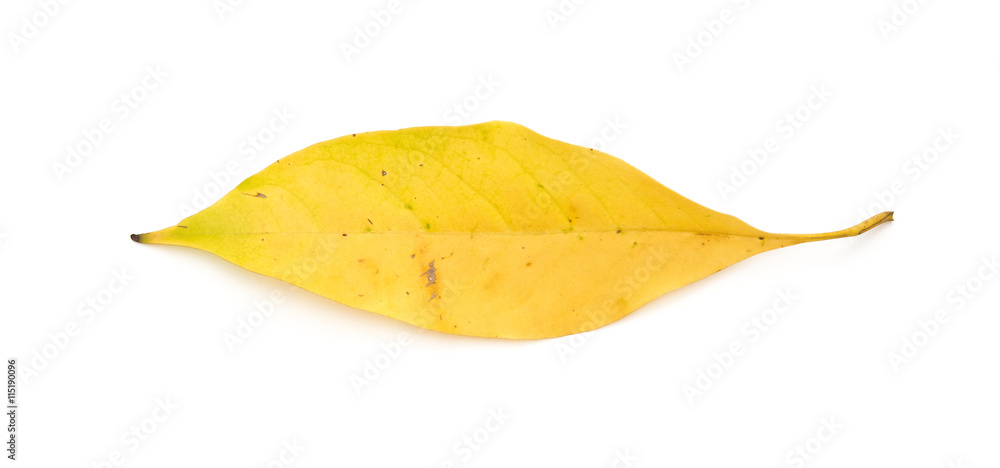 Naklejka premium yellow leaf on white background
