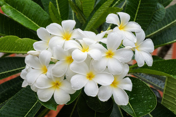 Keuken achterwand Frangipani Witte frangipani bloesem in boom  © peangdao