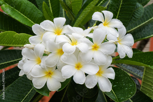 Fototapeta Naklejka Na Ścianę i Meble -  White frangipani or white plumeria flowers on tree
