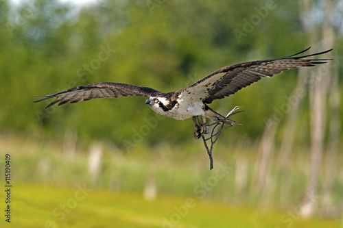 Osprey in Flight with Sticks for Nest