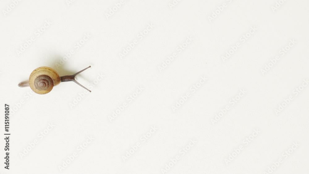 Extreme closeup of a tiny garden snail, crawling quickly across a white ...
