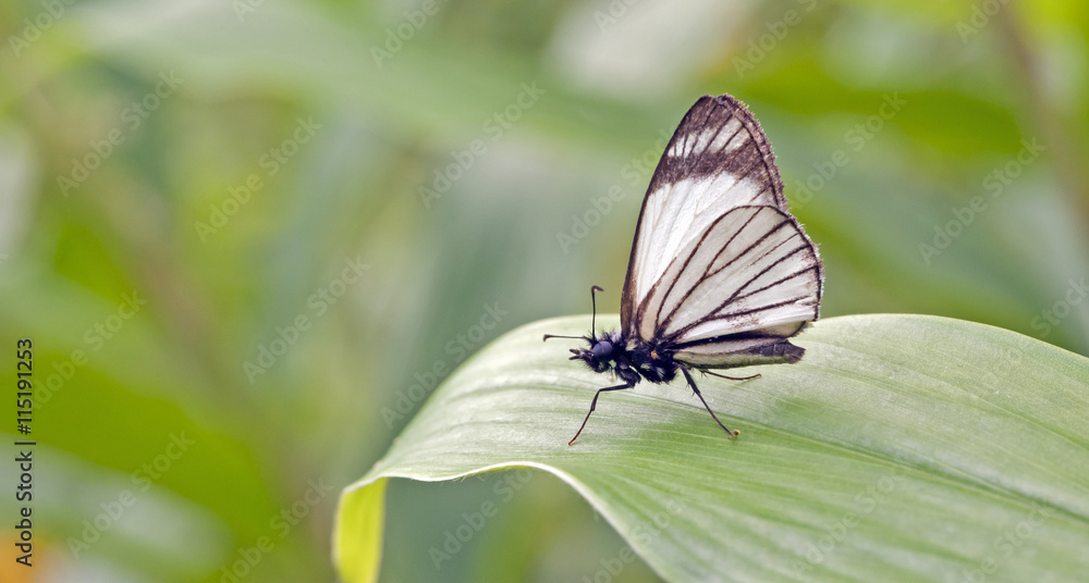 Brazilian butterfly sighted in remnant of Atlantic Rainforest Brazilian butterfly sighted in remnant of Atlantic Rainforest