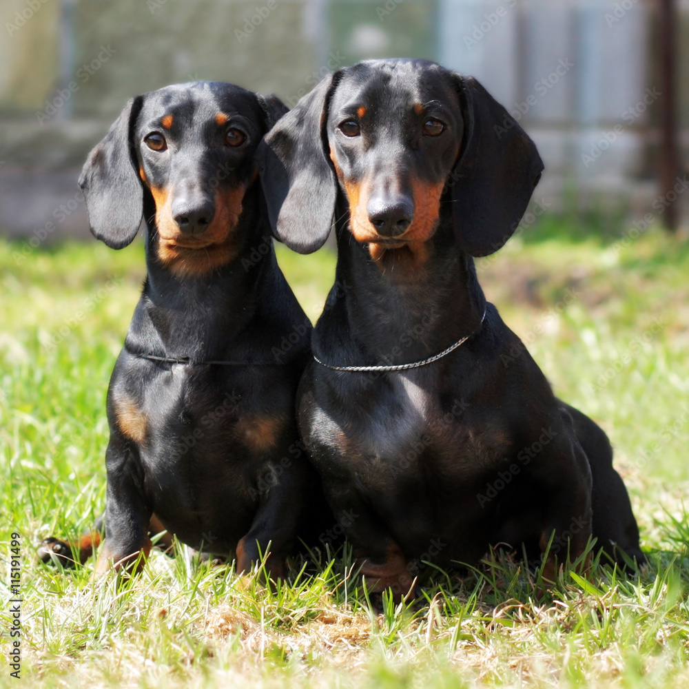 two purebred dogs, a German smooth-haired Dachshund sitting in t two purebred dogs, a German smooth-haired Dachshund sitting in t