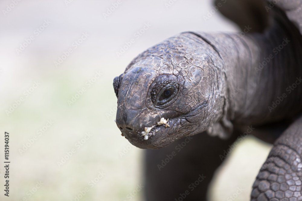 Closeup of a giant tortoise at Curieuse island, Seychelles Closeup of a giant tortoise at Curieuse island, Seychelles