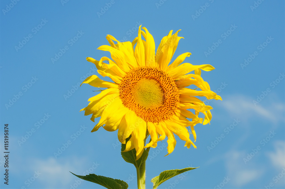 Sunflowers blooming against a bright sky. Sunflowers blooming against a bright sky.