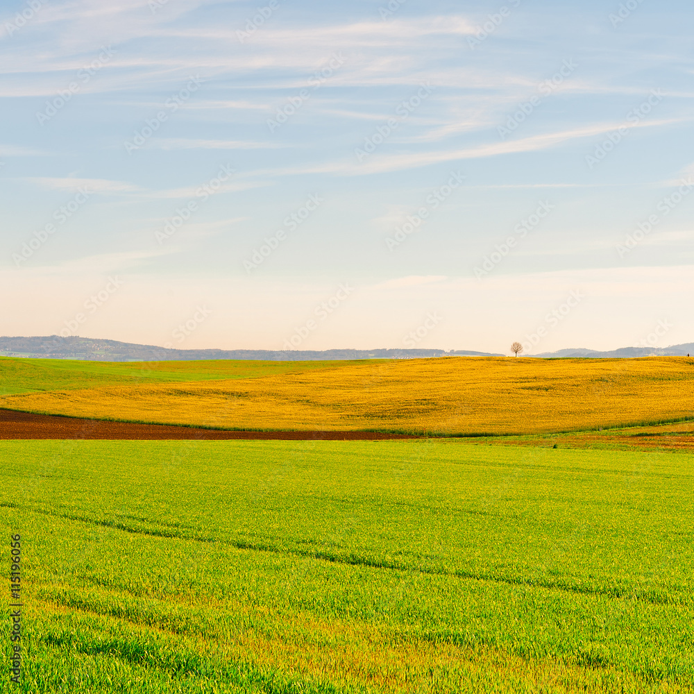 Obraz premium Green Meadows