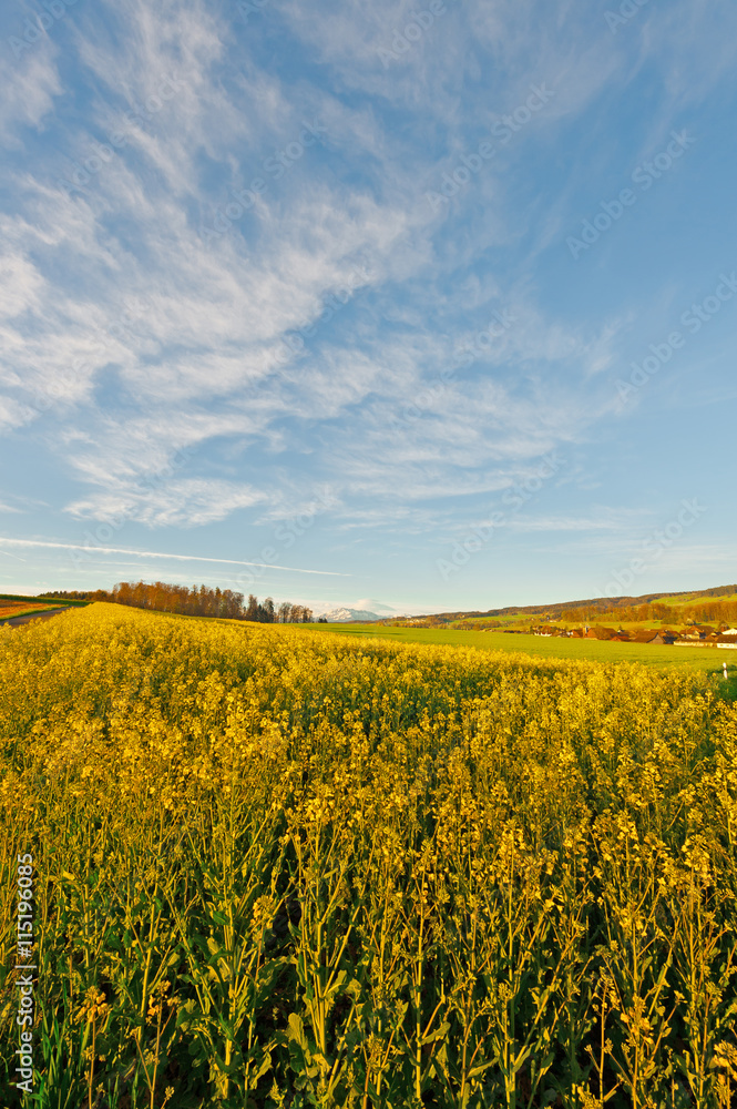 Alfalfa Field