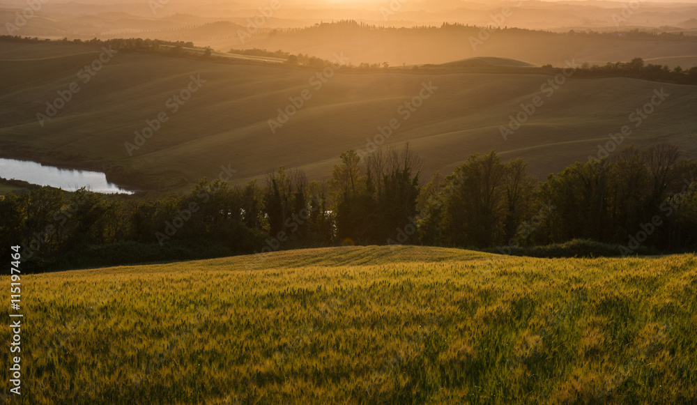 Obraz premium Wheat field