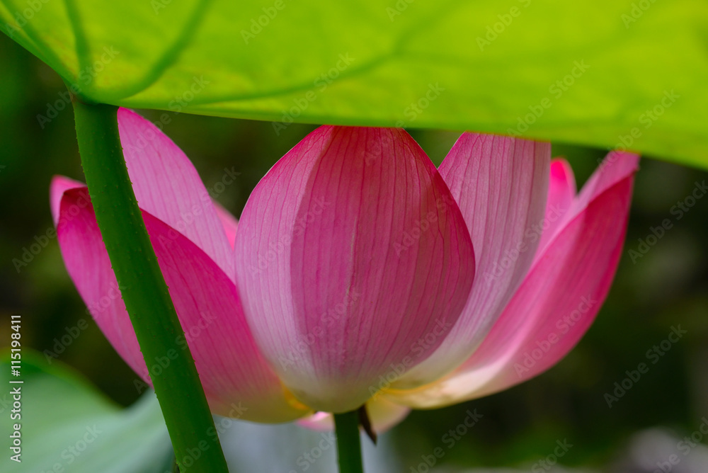 鎌倉本覚寺のハスの花
葉っぱの影で可憐に咲く蓮の花が美しい。