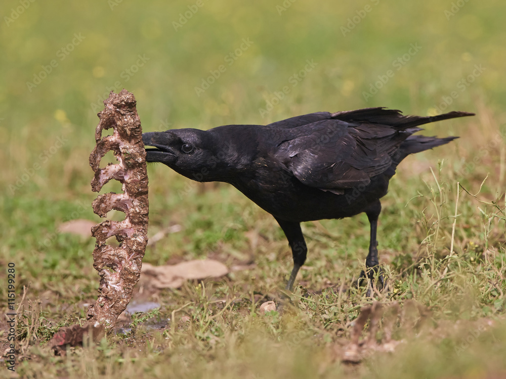 Fototapeta premium Common raven (Corvus corax)