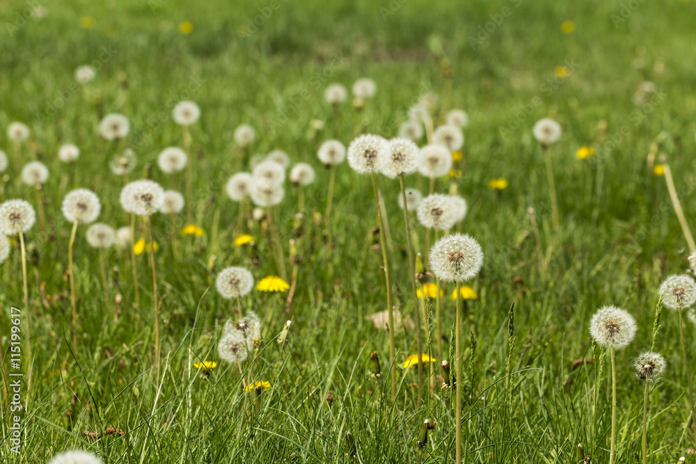 Air dandelion in the field